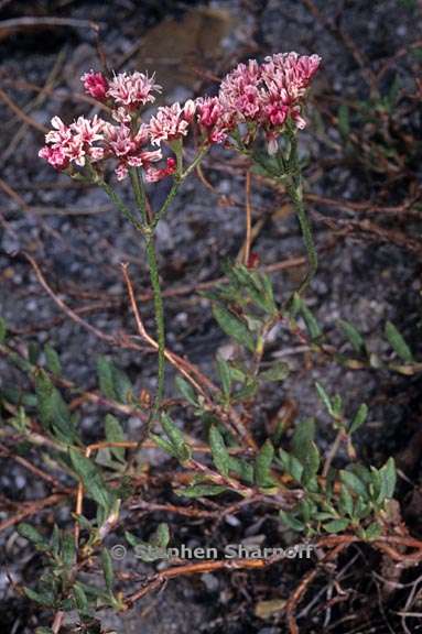 eriogonum wrightii 1 graphic